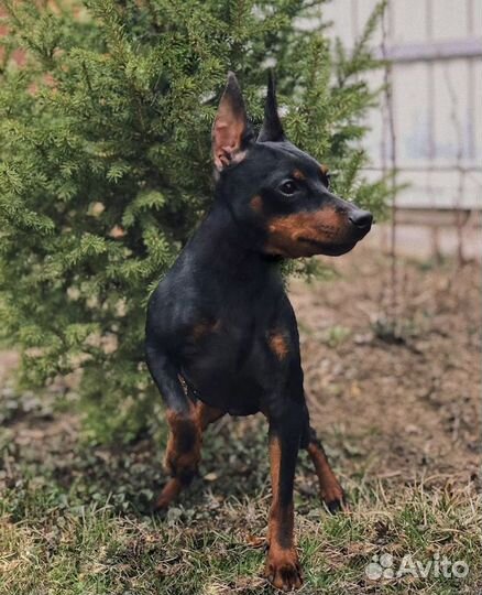 Вязка цвергпинчер