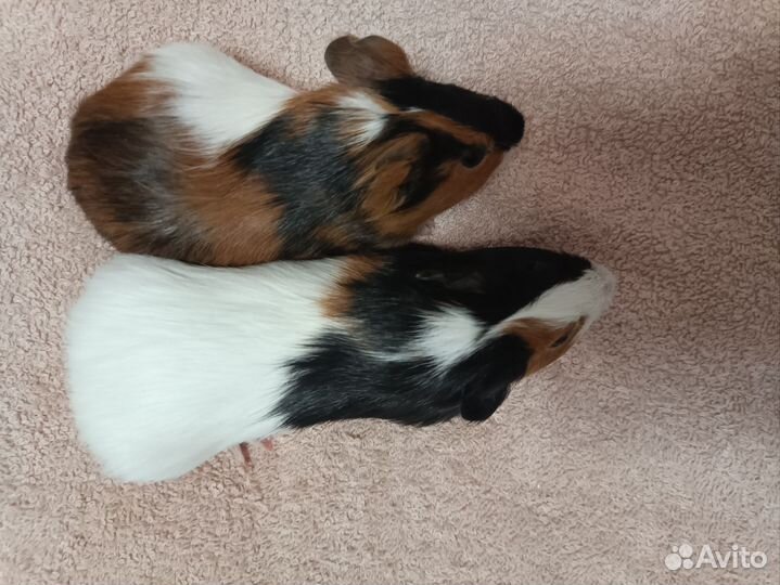 Морская свинка