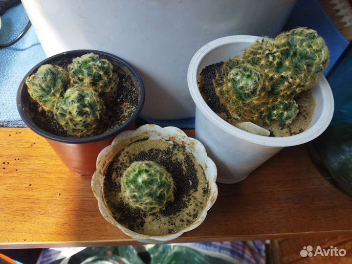 Кактус маммилярия