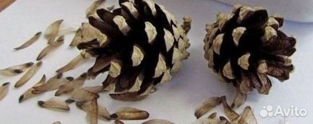 Семена / Лиственница сибирская