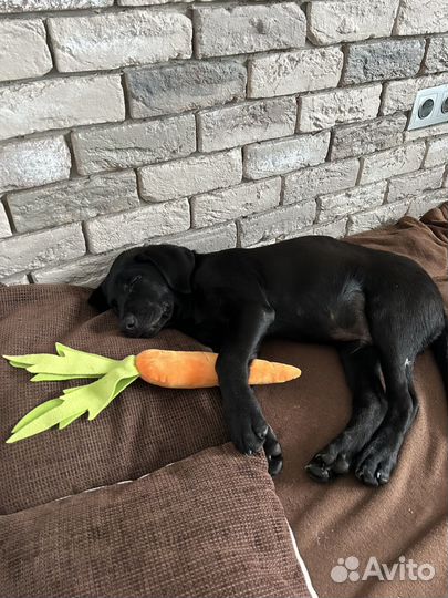 Щенок лабрадора черный