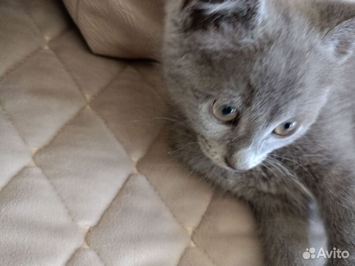 Британка кошка