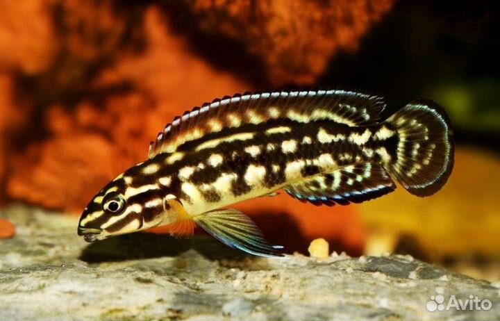 Цихлиды Оз Танганьика юлидохромис марлиера
