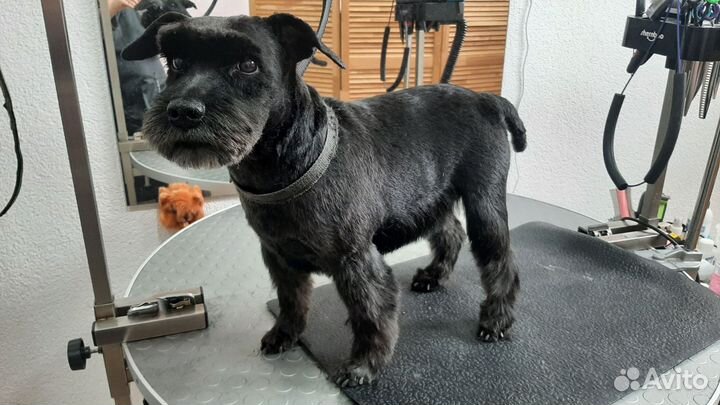 Ищу модель на гигиеническую стрижку