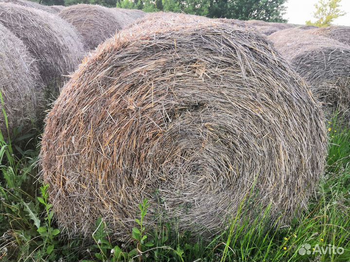 Сено в рулонах
