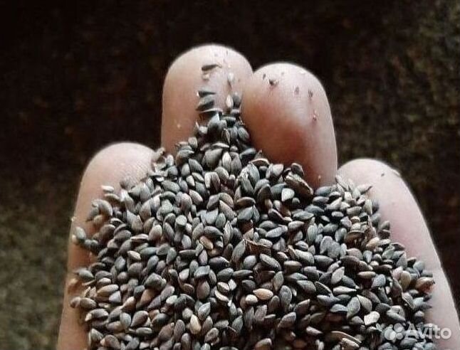 Семена сосны от производителя