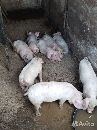 Поросята, возможен обмен на (Корм)