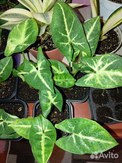 Сингониум кустовой