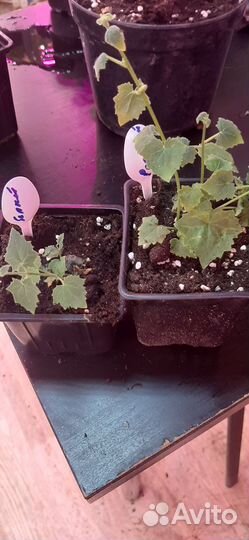 Черенки.лофос.пудра.вербейник.чабер