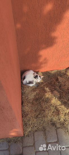 Отдам кошку