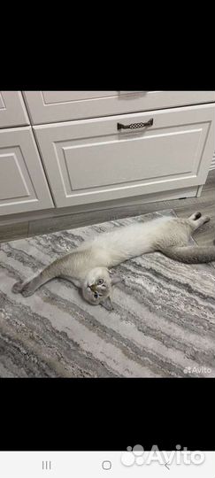 Кот на вязку шотландцы