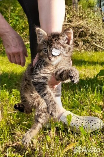 Котёнок в добрые руки котик мальчик