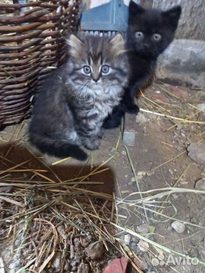 Котята в дар