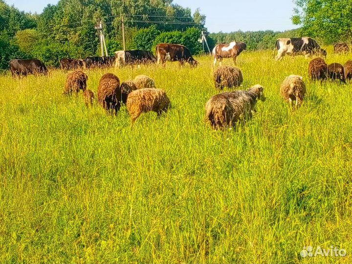 Коровы молочные для, мясо