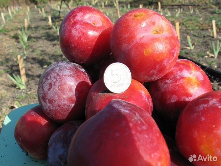 Саженцы плодовых