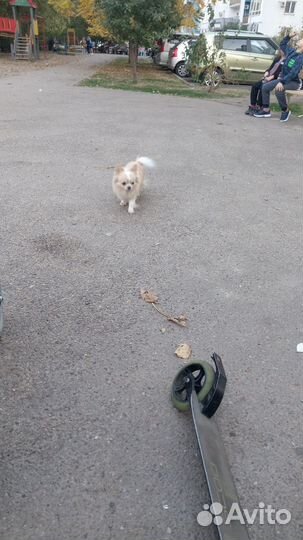 Сиделка для ваших питомцев