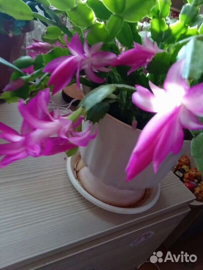 Цветы Шлюнбергер Декабрист