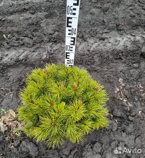 Горная сосна Пумилио и Мугус зкс сеянцы в кассетах