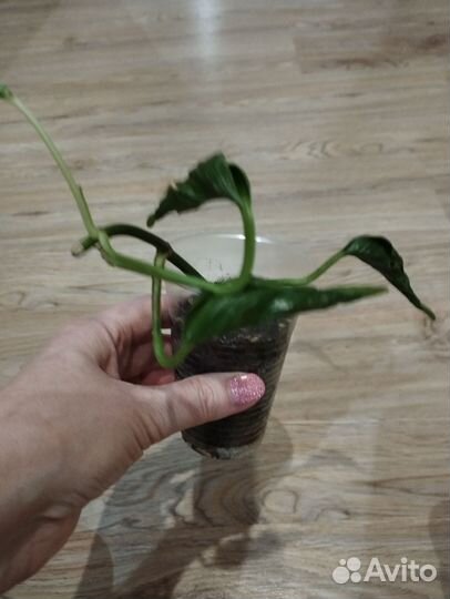 Филодендрон,эпипремнум