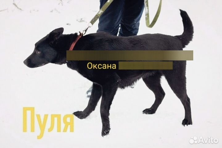 Собака в добрые руки отдам бесплатно