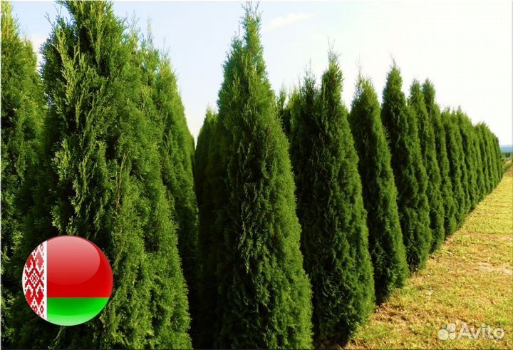 Туя Экстра качества Смарагд,Брабант,Колумна 2,8 м