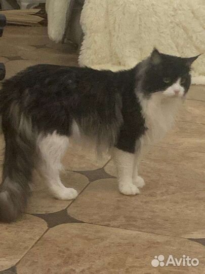 Котята мейн-кун