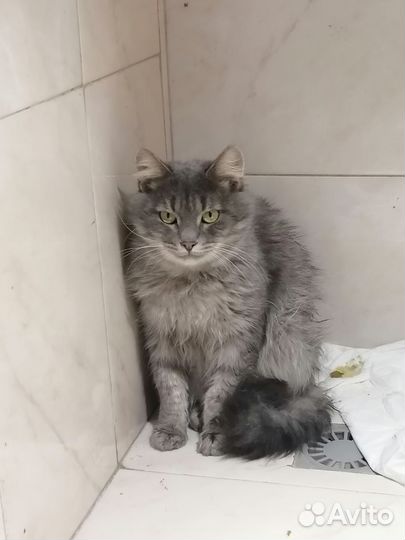 Кот в дар