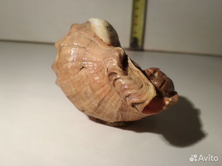 Ракушка Судак с засушенным крабиком из 90х