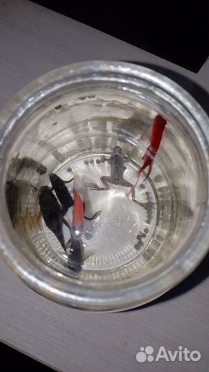 Аквариумные рыбки