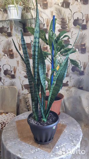 Продам комнатные растения