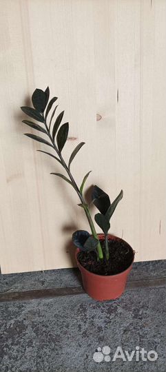 Замиокулькас черный равен