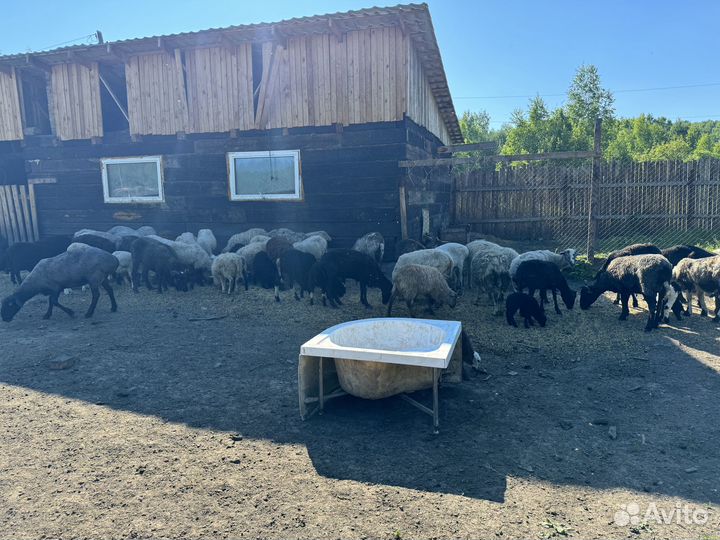 Продам овец