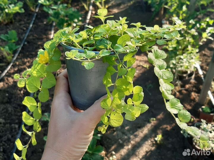 Вербейник монетчатый