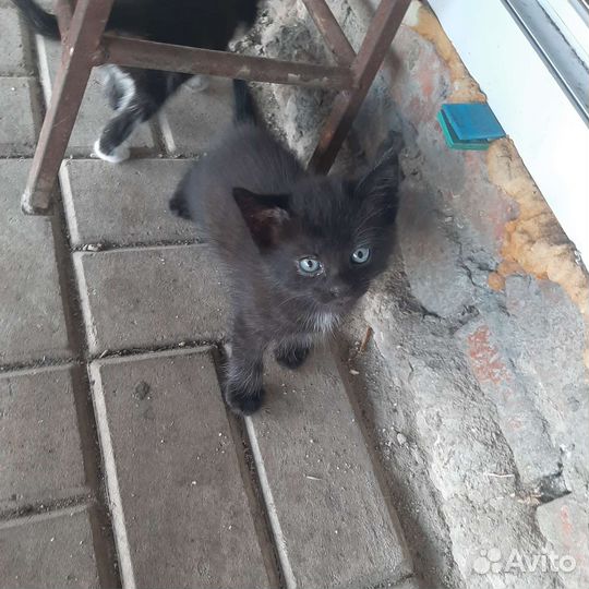 Котята бесплатно