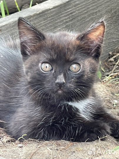 Котенок 1,5 мес