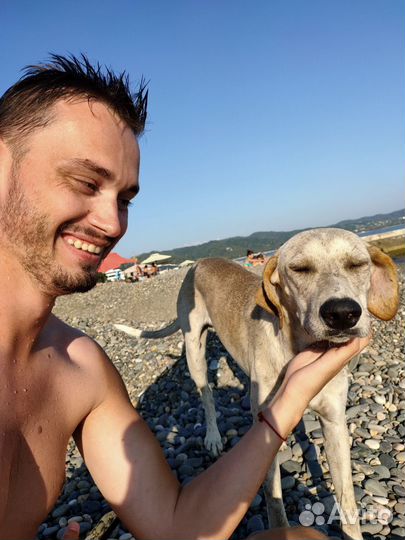 Котоняня кэтситтер