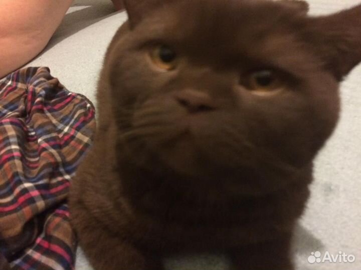 Вязка Британец