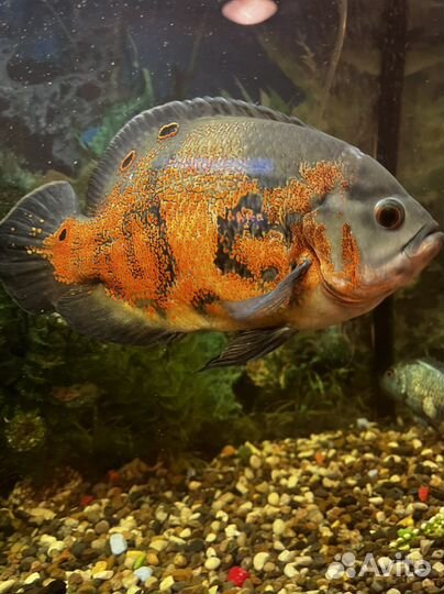 Астранотусы большие