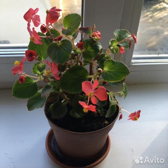 Аглоанема, Декабристы, рео, бегонии, кактусы