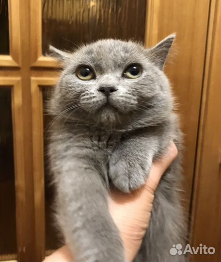 Экзотическая короткошерстная кошка