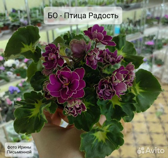 Фиалка. Детки