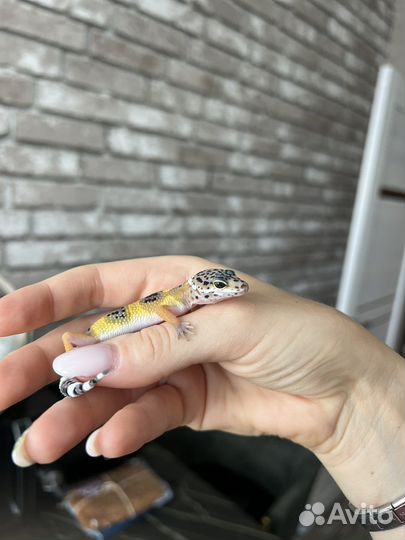 Эублефар малыши