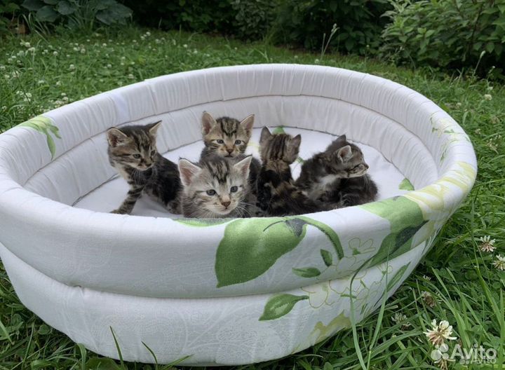 Курильский Бобтейл девочка 2 мес