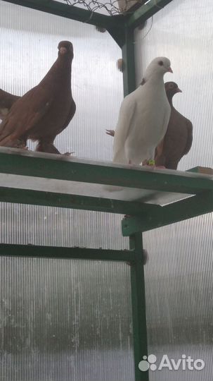 Голуби