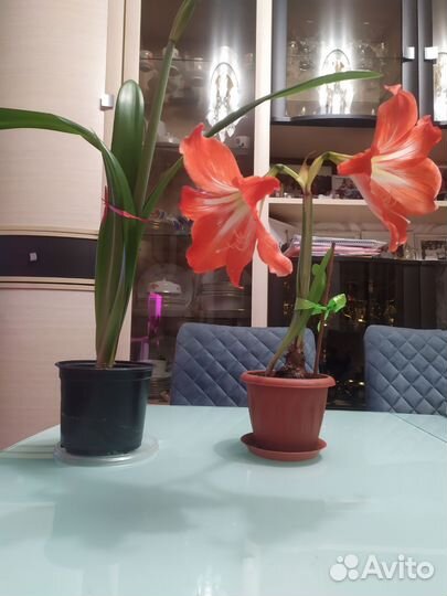 Гиппеаструм амариллис