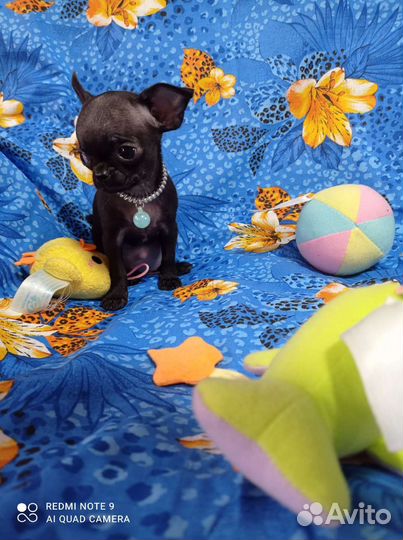 Девочки куколки