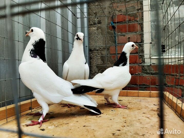 Голуби шейки (перки)