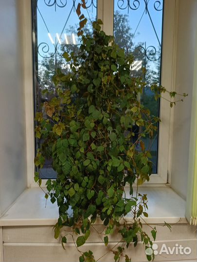 Циссус березка большой