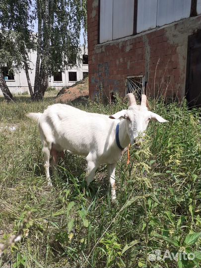 Козы дойные молочные