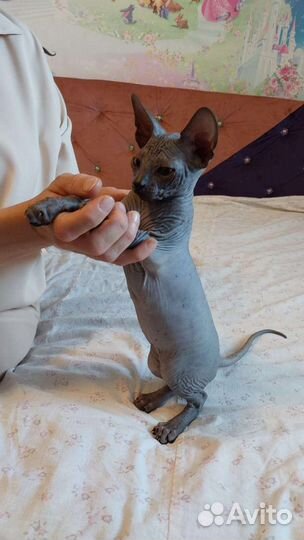 Канадский сфинкс котята